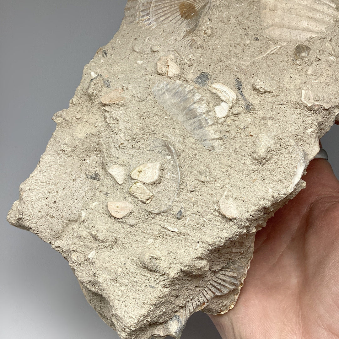 Fossilized Clam in Matrix - Rocks and Gems Canada