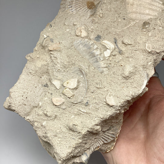 Fossilized Clam in Matrix - Rocks and Gems Canada