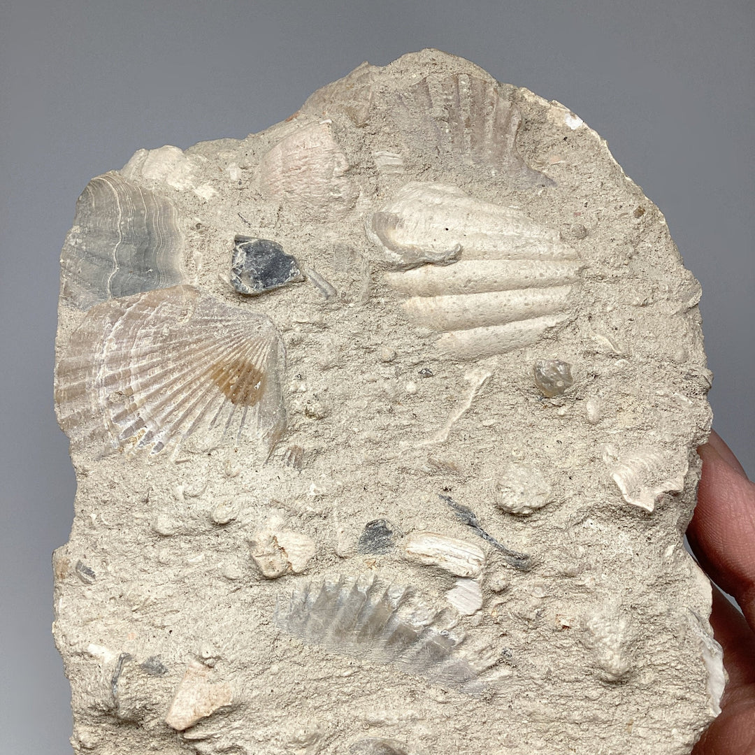 Fossilized Clam in Matrix - Rocks and Gems Canada