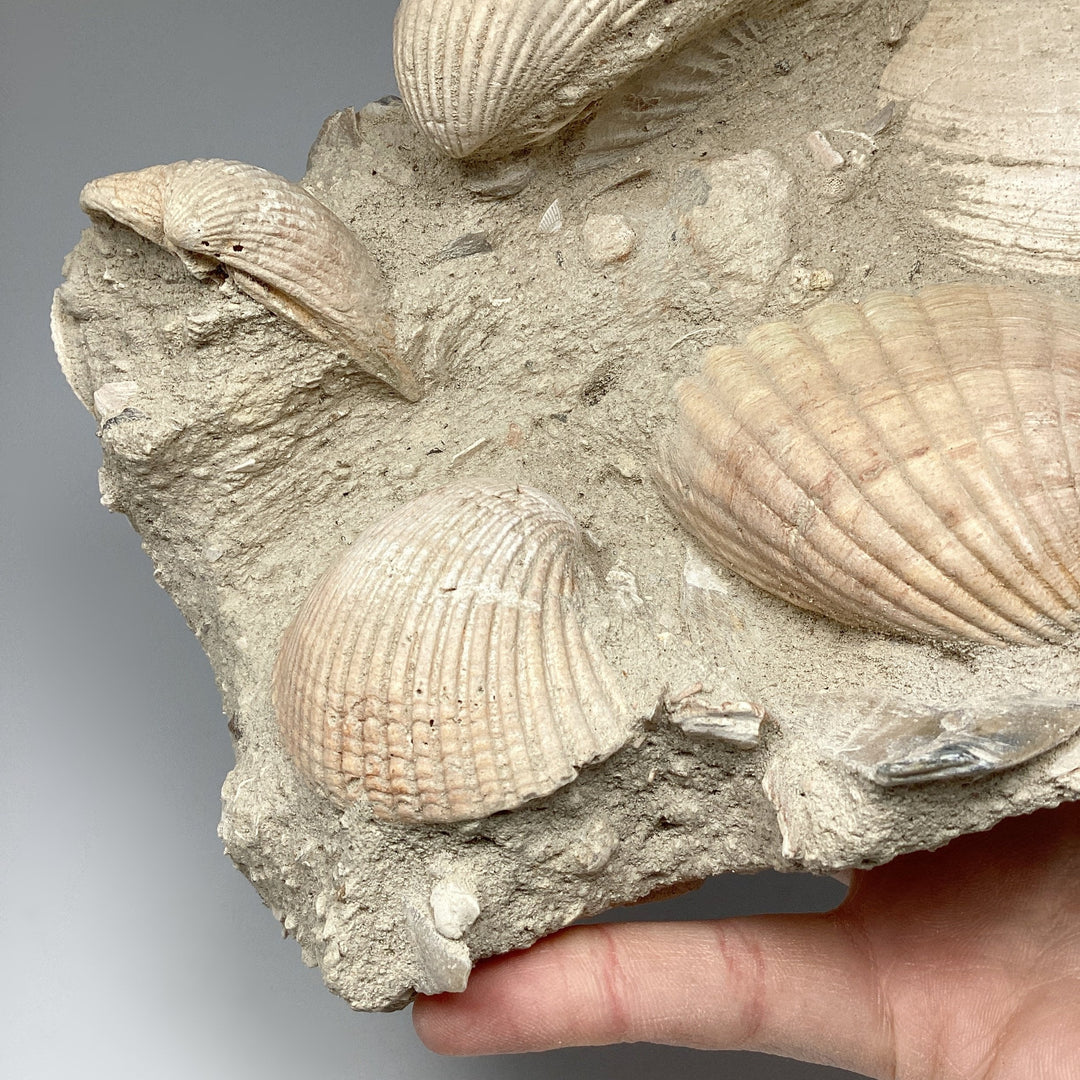 Fossilized Clam in Matrix - Rocks and Gems Canada