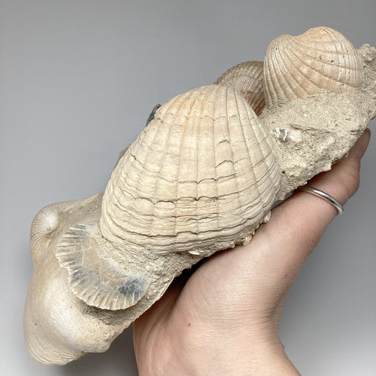 Fossilized Clam in Matrix - Rocks and Gems Canada