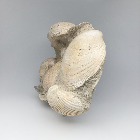 Fossilized Clam in Matrix - Rocks and Gems Canada