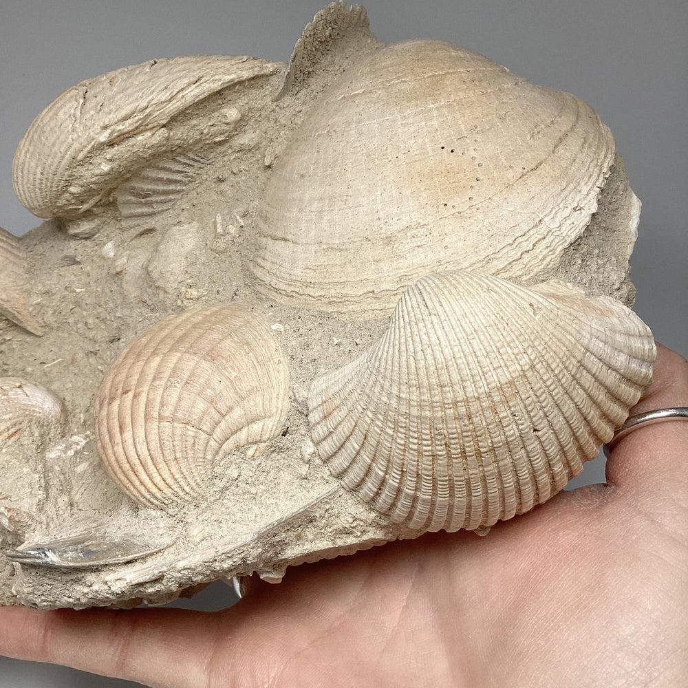 Fossilized Clam in Matrix - Rocks and Gems Canada