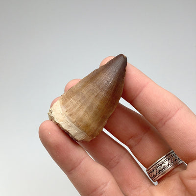 Fossilized Mosasaur Tooth Specimen