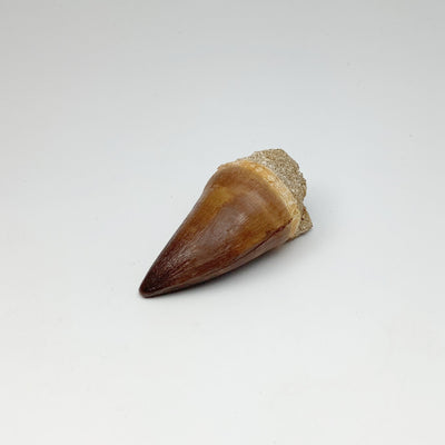 Fossilized Mosasaur Tooth Specimen