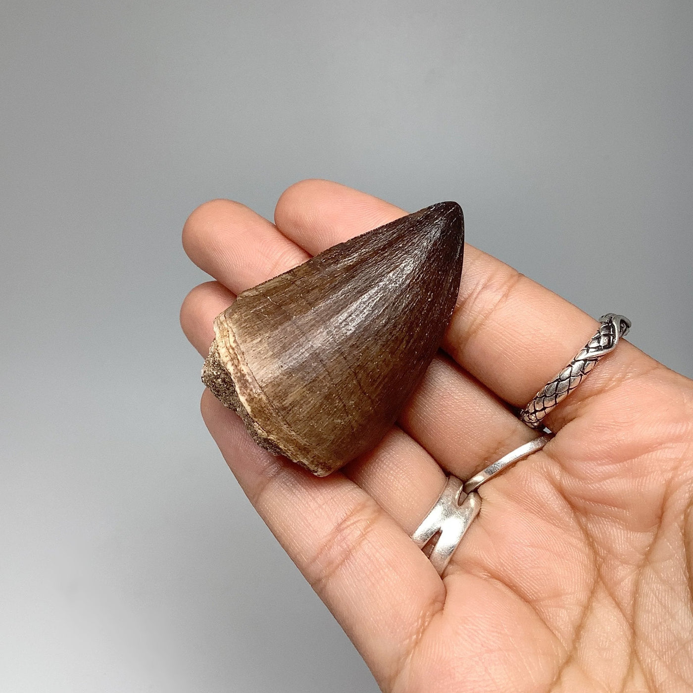 Fossilized Mosasaur Tooth Specimen