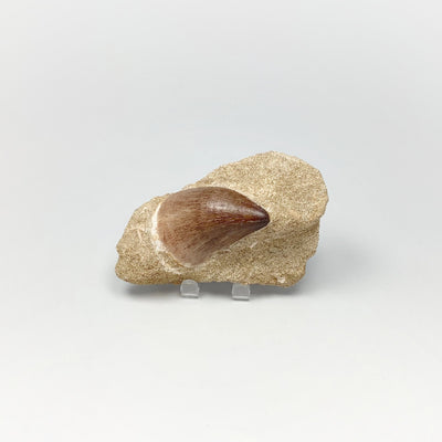 Fossilized Mosasaur Tooth Specimen in Matrix