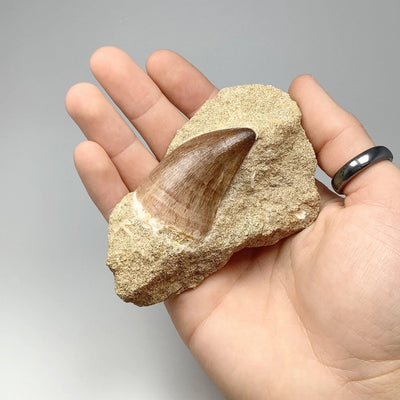 Fossilized Mosasaur Tooth Specimen in Matrix