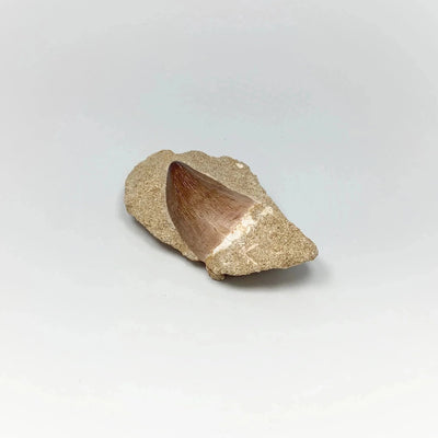 Fossilized Mosasaur Tooth Specimen in Matrix