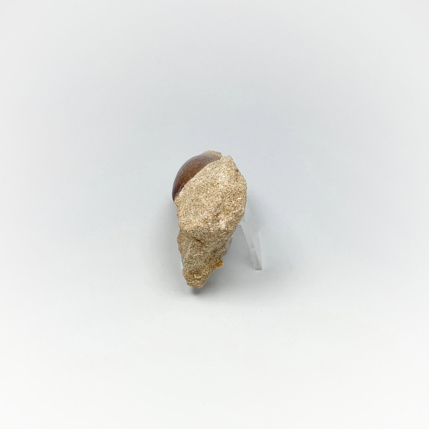 Fossilized Mosasaur Tooth Specimen in Matrix