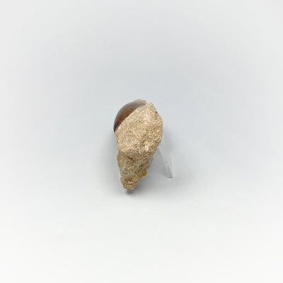 Fossilized Mosasaur Tooth Specimen in Matrix