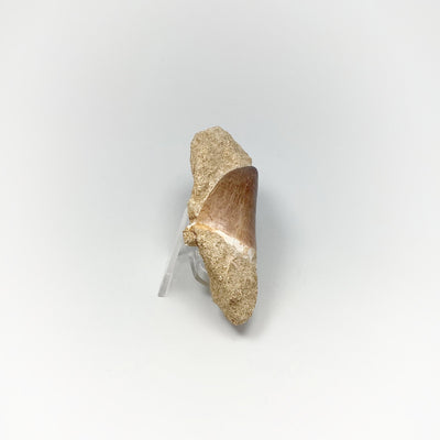 Fossilized Mosasaur Tooth Specimen in Matrix