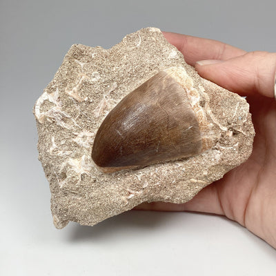 Fossilized Mosasaur Tooth Specimen in Matrix