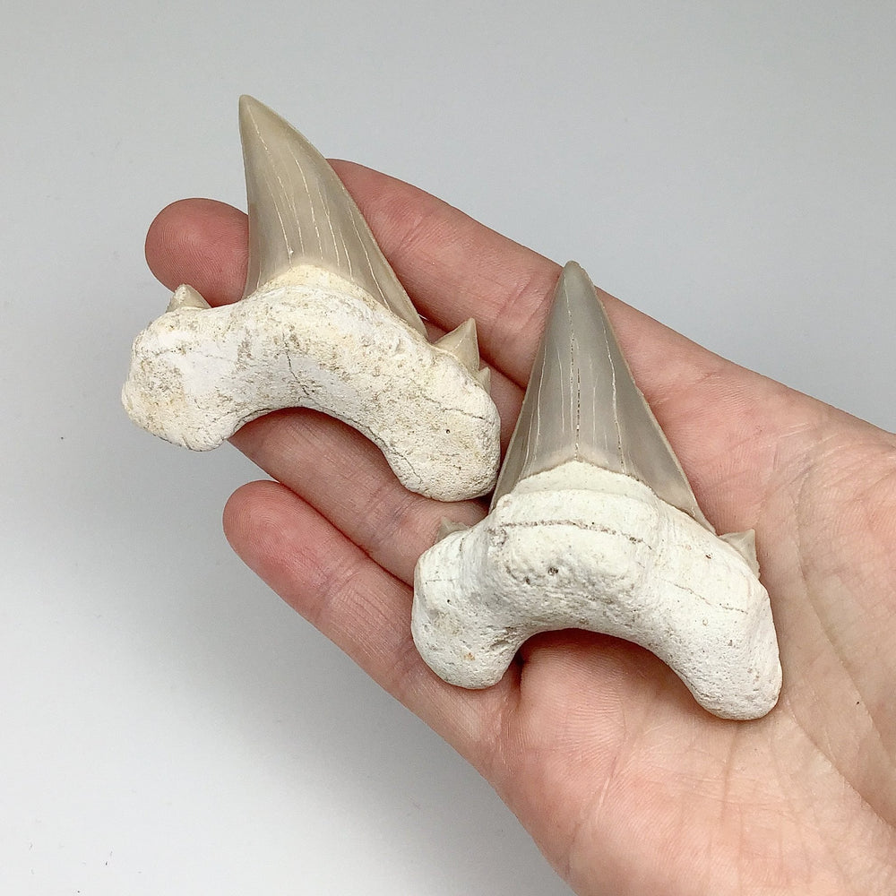 Fossilized Otodus/Lamna Shark Tooth Specimen - Rocks and Gems Canada