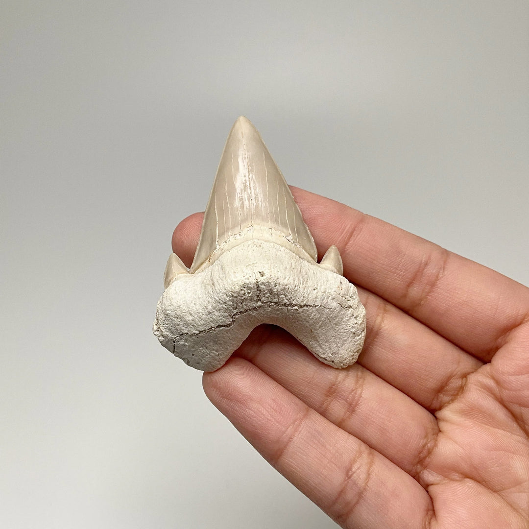 Fossilized Otodus/Lamna Shark Tooth Specimen - Rocks and Gems Canada