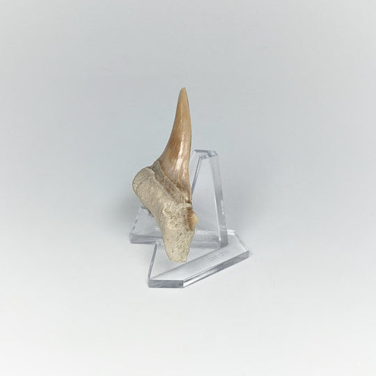Fossilized Otodus/Lamna Shark Tooth Specimen - Rocks and Gems Canada
