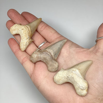 Fossilized Otodus/Lamna Shark Tooth Specimen