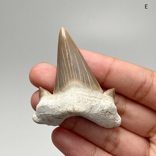 Fossilized Otodus/Lamna Shark Tooth Specimen - Rocks and Gems Canada
