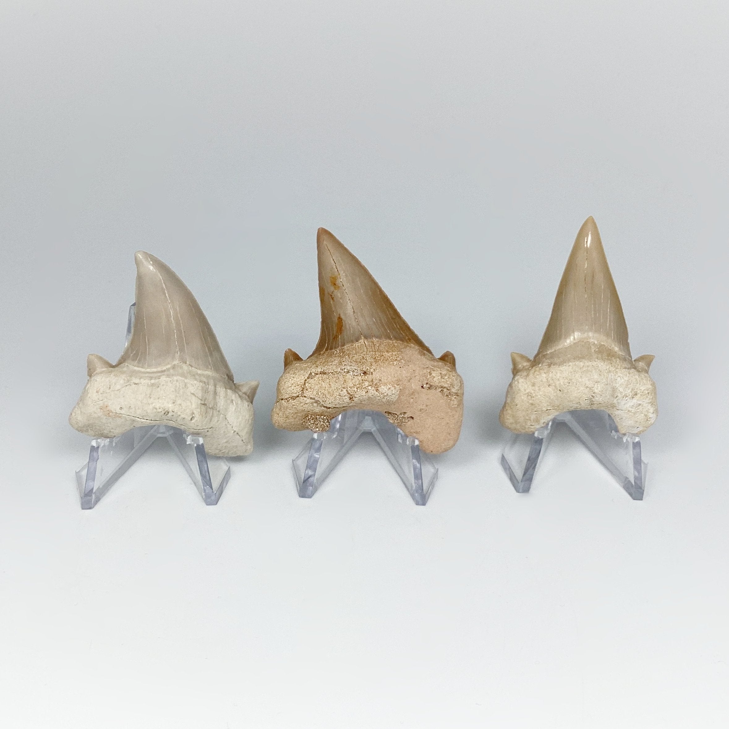 Fossilized Otodus/Lamna Shark Tooth Specimen - Rocks and Gems Canada