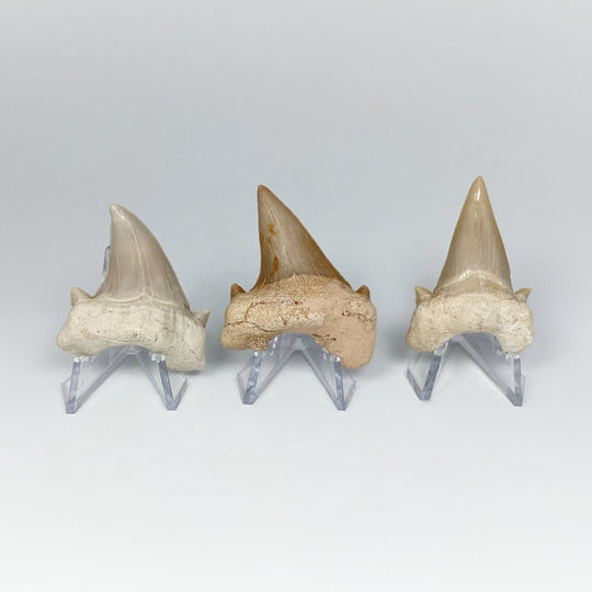 Fossilized Otodus/Lamna Shark Tooth Specimen - Rocks and Gems Canada