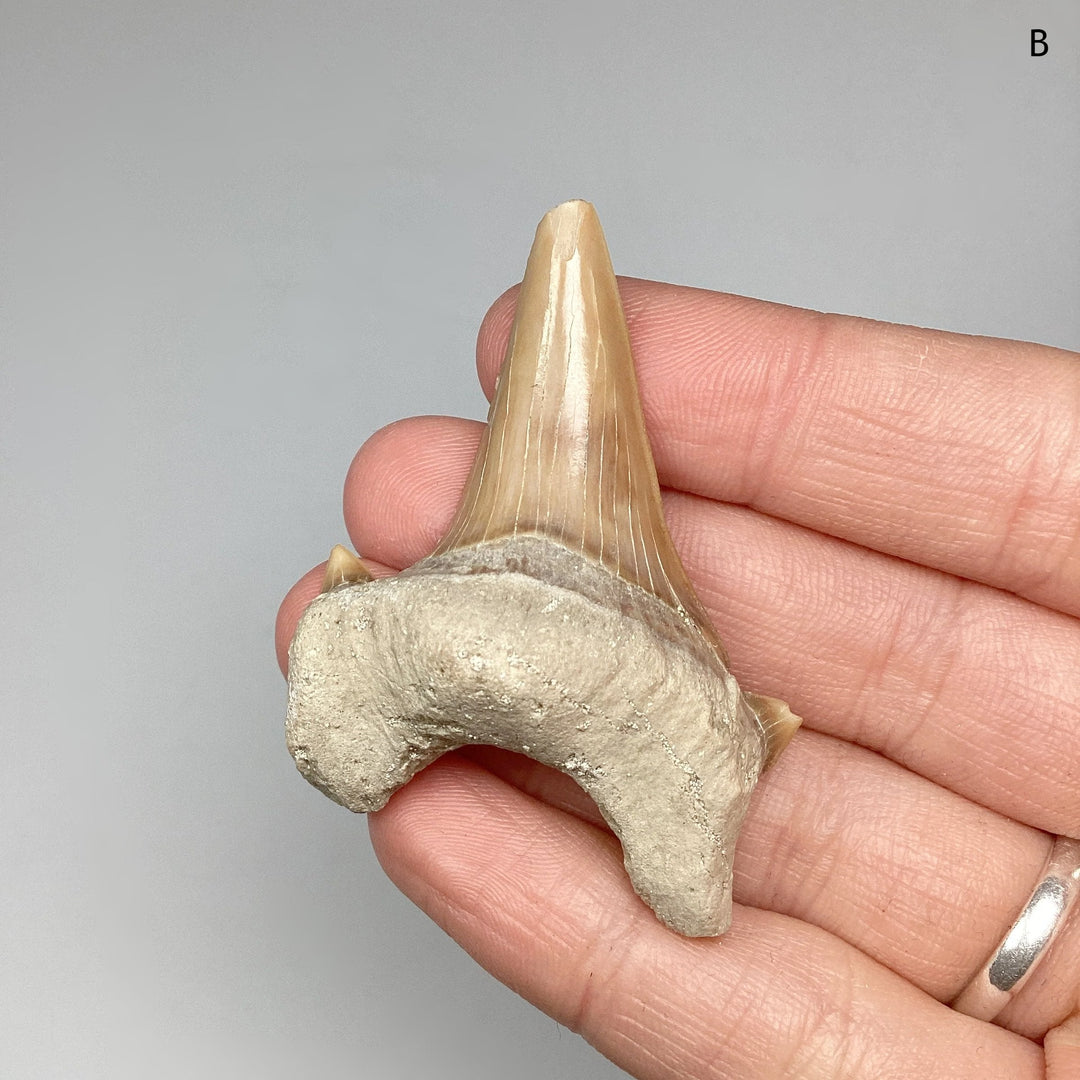 Fossilized Otodus/Lamna Shark Tooth Specimen - Rocks and Gems Canada
