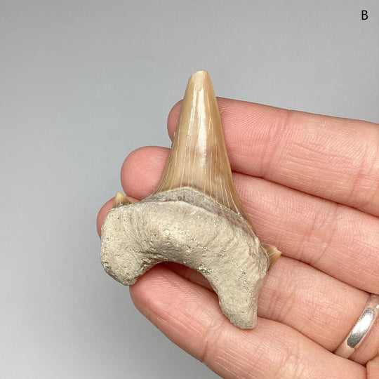Fossilized Otodus/Lamna Shark Tooth Specimen - Rocks and Gems Canada