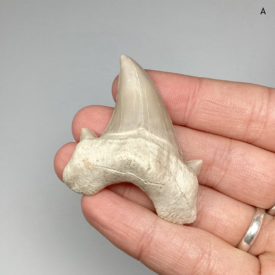 Fossilized Otodus/Lamna Shark Tooth Specimen - Rocks and Gems Canada