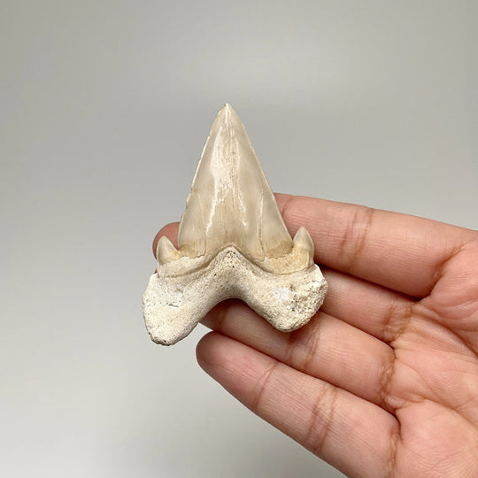 Fossilized Otodus/Lamna Shark Tooth Specimen - Rocks and Gems Canada