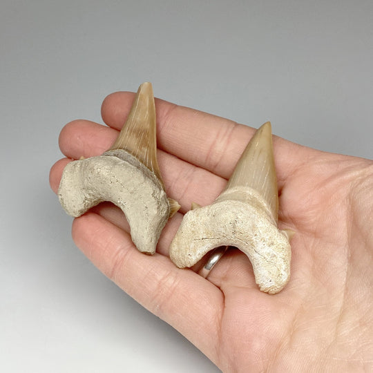 Fossilized Otodus/Lamna Shark Tooth Specimen - Rocks and Gems Canada