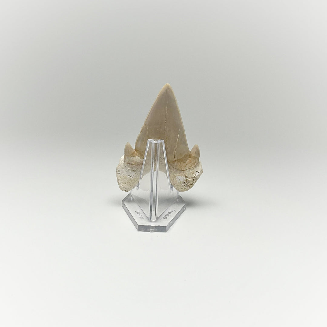 Fossilized Otodus/Lamna Shark Tooth Specimen - Rocks and Gems Canada