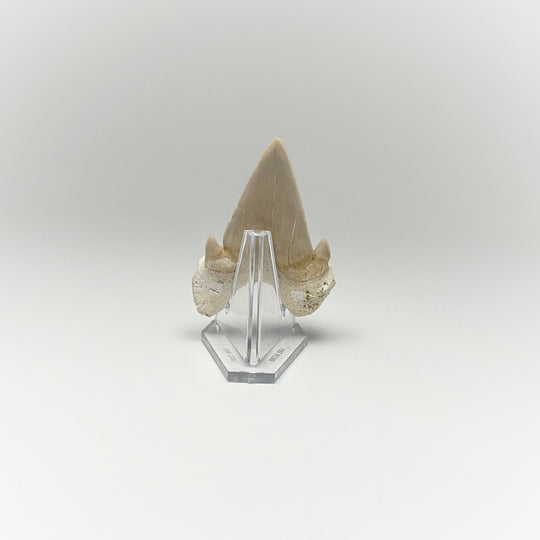 Fossilized Otodus/Lamna Shark Tooth Specimen - Rocks and Gems Canada
