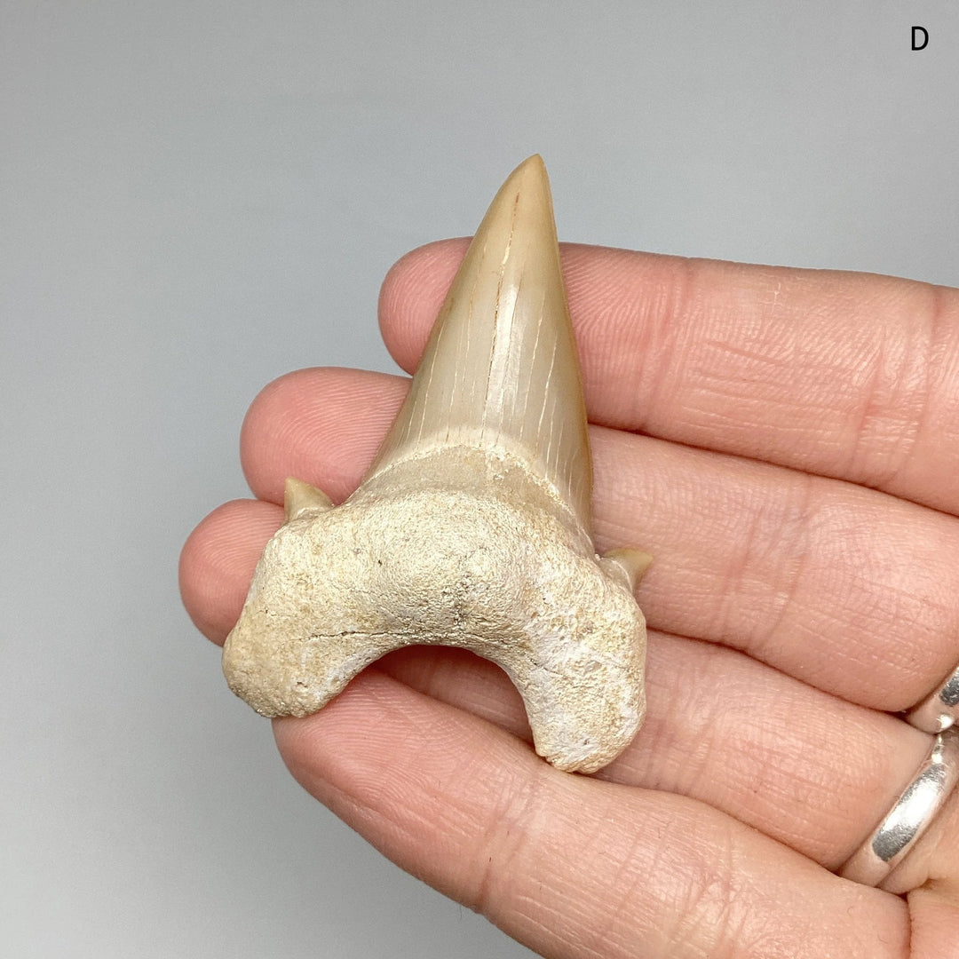 Fossilized Otodus/Lamna Shark Tooth Specimen - Rocks and Gems Canada