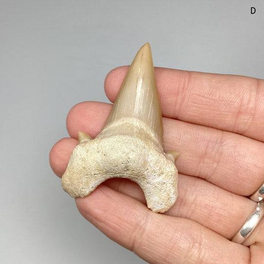 Fossilized Otodus/Lamna Shark Tooth Specimen - Rocks and Gems Canada