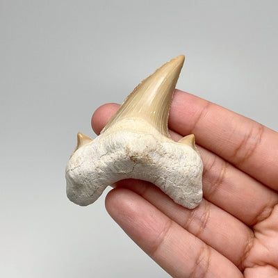 Fossilized Otodus/Lamna Shark Tooth Specimen