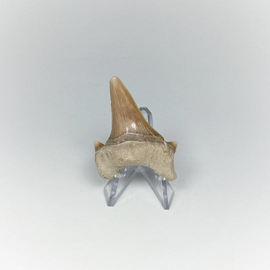 Fossilized Otodus/Lamna Shark Tooth Specimen - Rocks and Gems Canada