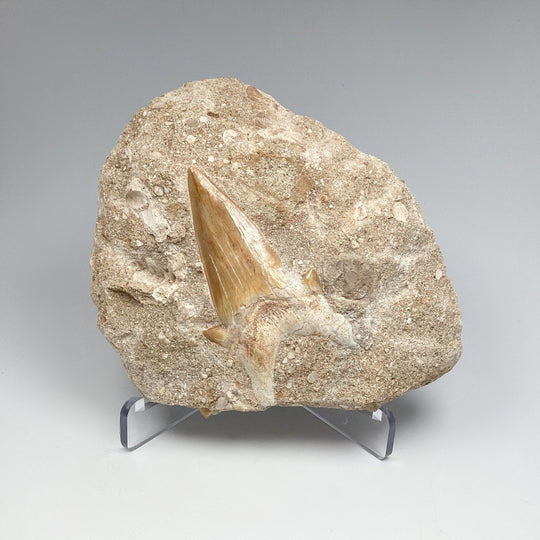 Fossilized Otodus/Lamna Shark Tooth Specimen in Matrix - Rocks and Gems Canada