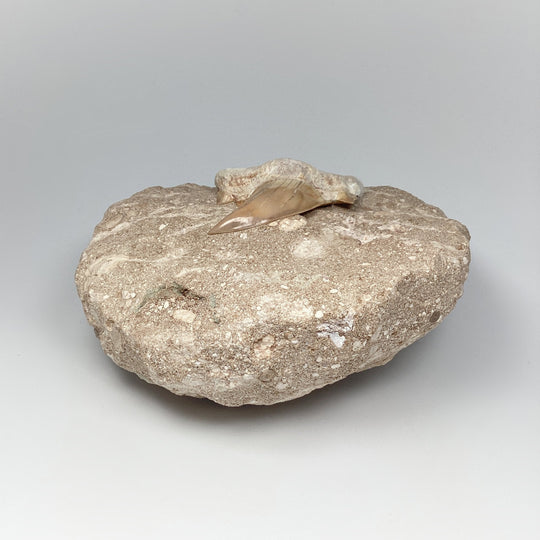 Fossilized Otodus/Lamna Shark Tooth Specimen in Matrix