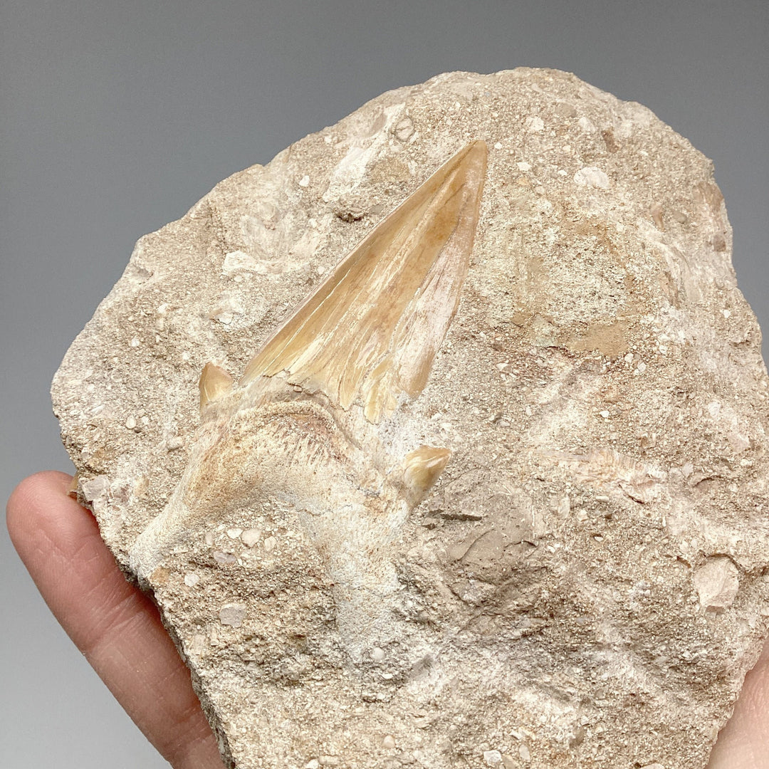 Fossilized Otodus/Lamna Shark Tooth Specimen in Matrix - Rocks and Gems Canada
