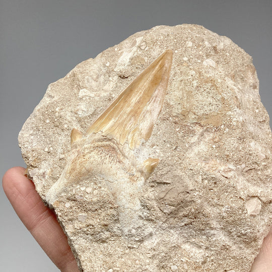 Fossilized Otodus/Lamna Shark Tooth Specimen in Matrix - Rocks and Gems Canada