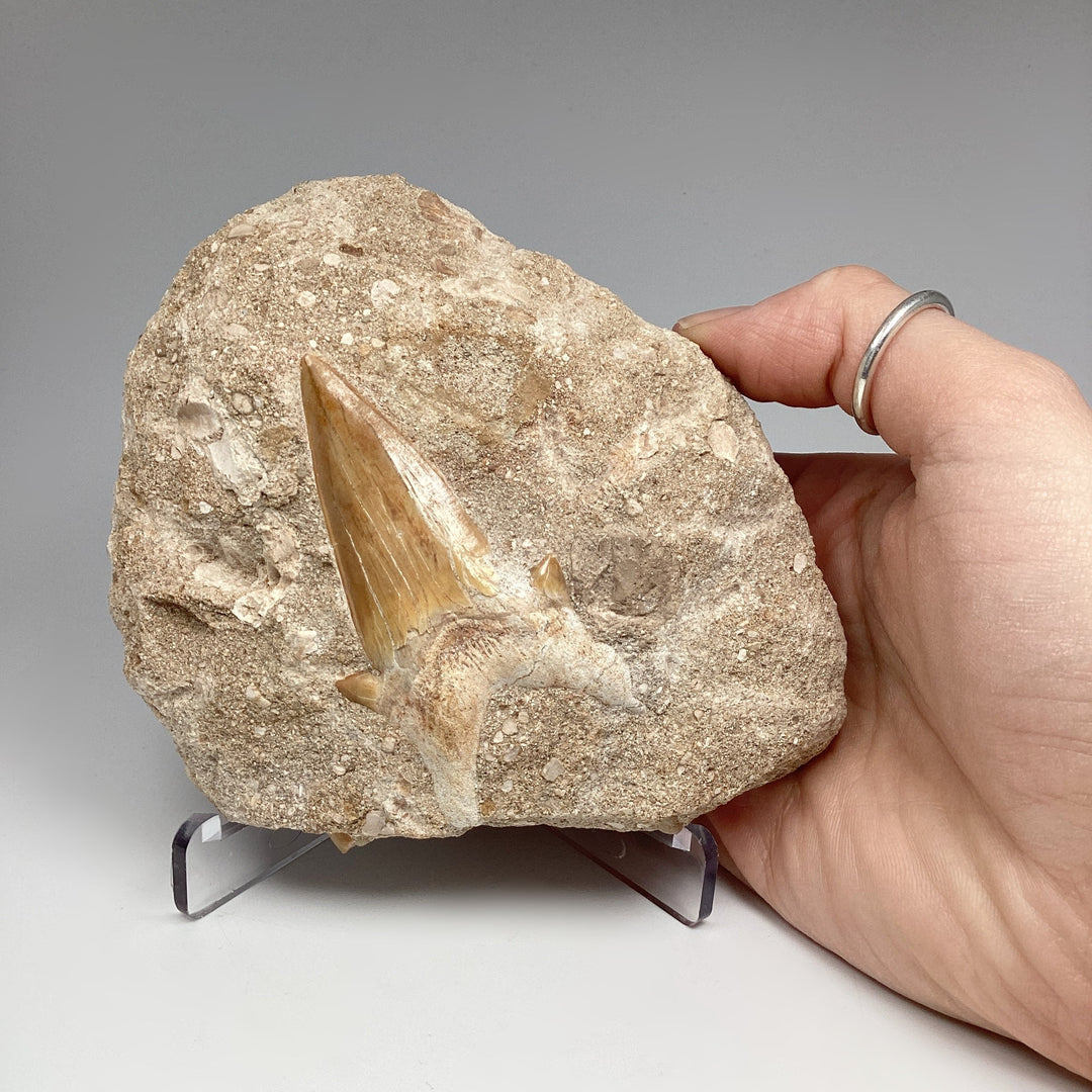 Fossilized Otodus/Lamna Shark Tooth Specimen in Matrix