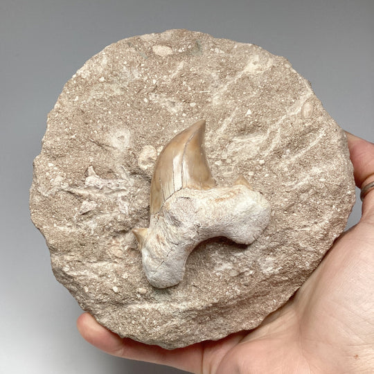 Fossilized Otodus/Lamna Shark Tooth Specimen in Matrix