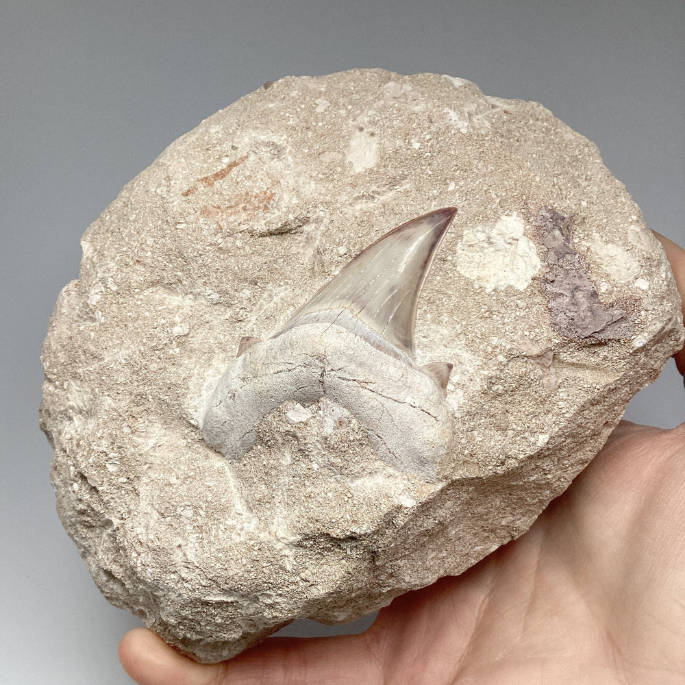 Fossilized Otodus/Lamna Shark Tooth Specimen in Matrix