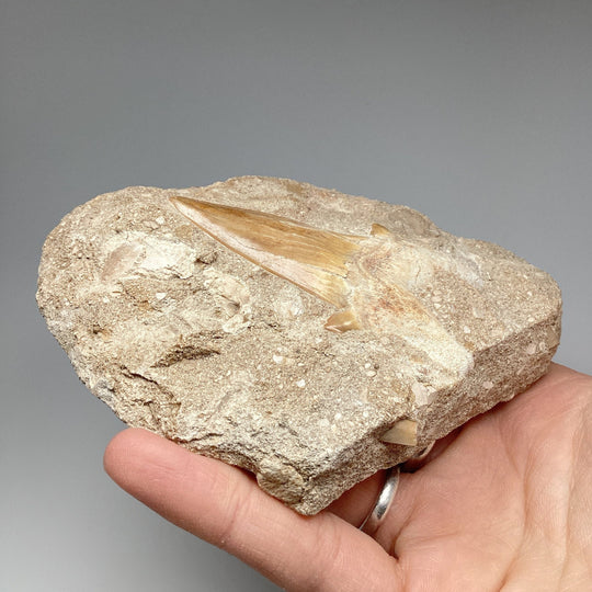 Fossilized Otodus/Lamna Shark Tooth Specimen in Matrix - Rocks and Gems Canada