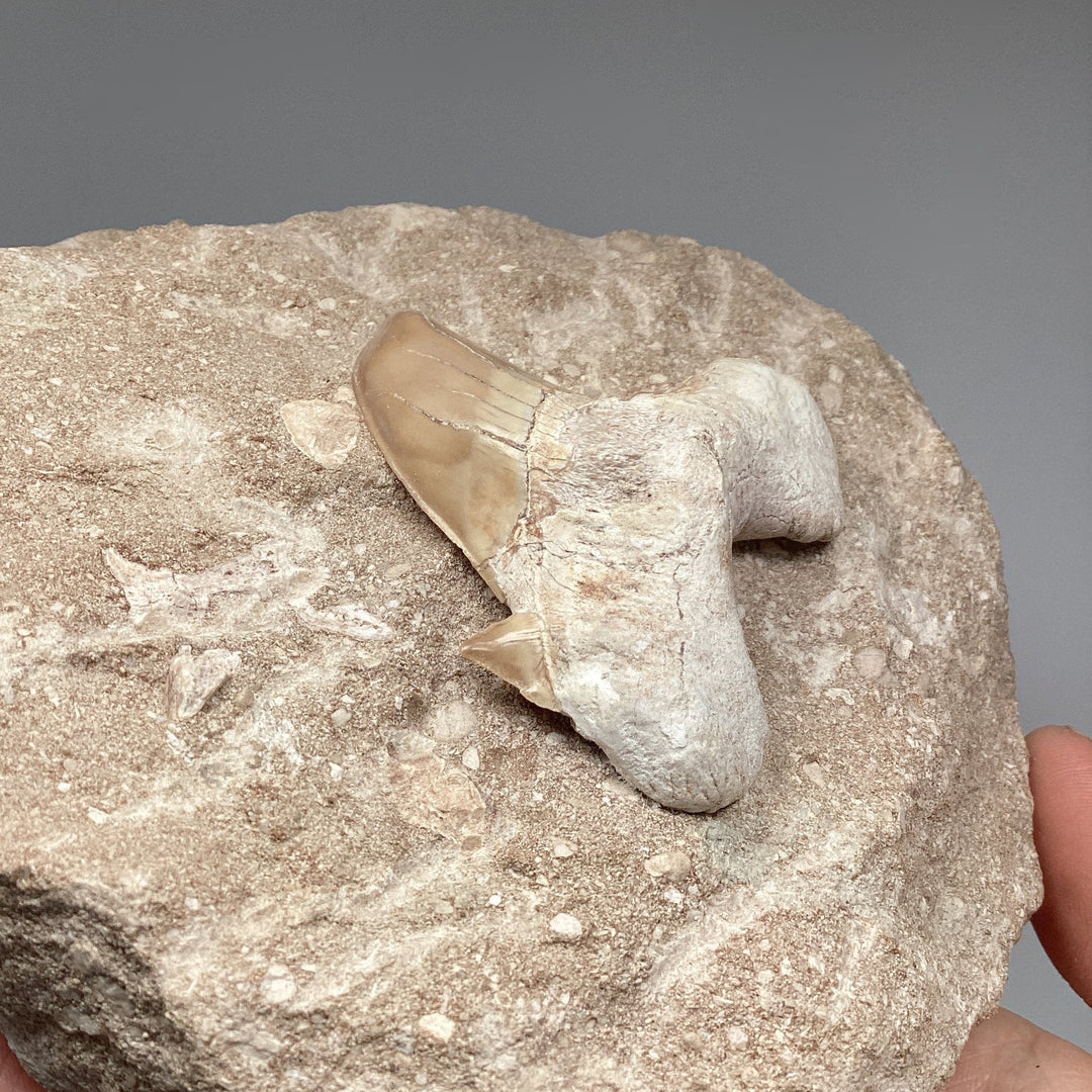 Fossilized Otodus/Lamna Shark Tooth Specimen in Matrix
