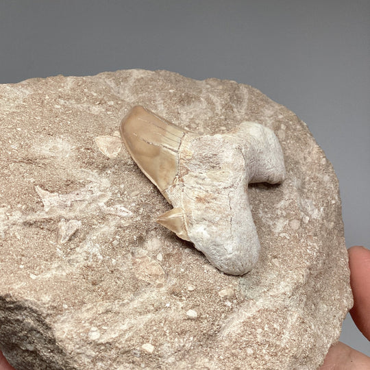 Fossilized Otodus/Lamna Shark Tooth Specimen in Matrix