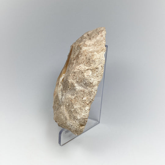 Fossilized Otodus/Lamna Shark Tooth Specimen in Matrix - Rocks and Gems Canada
