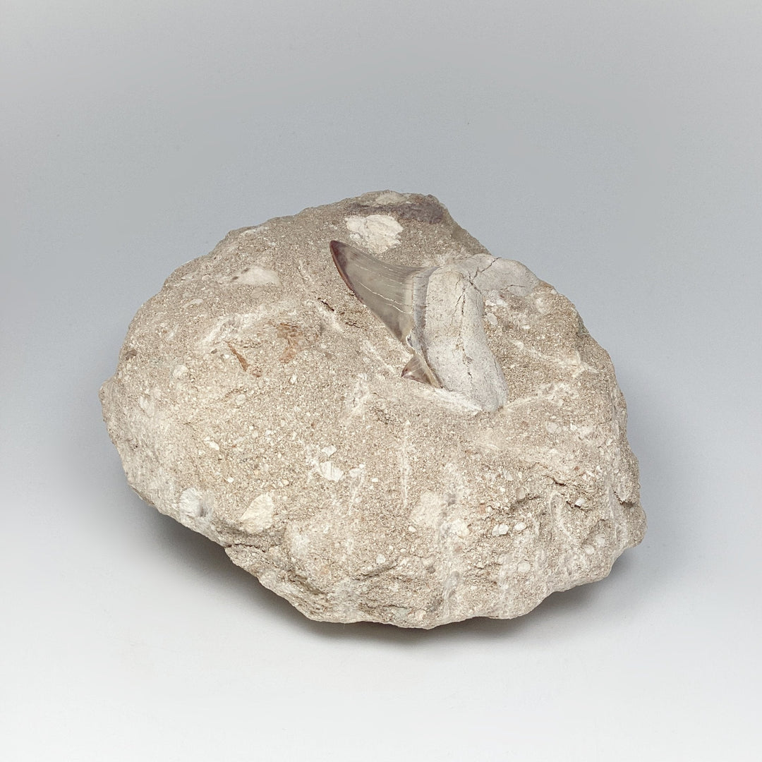 Fossilized Otodus/Lamna Shark Tooth Specimen in Matrix
