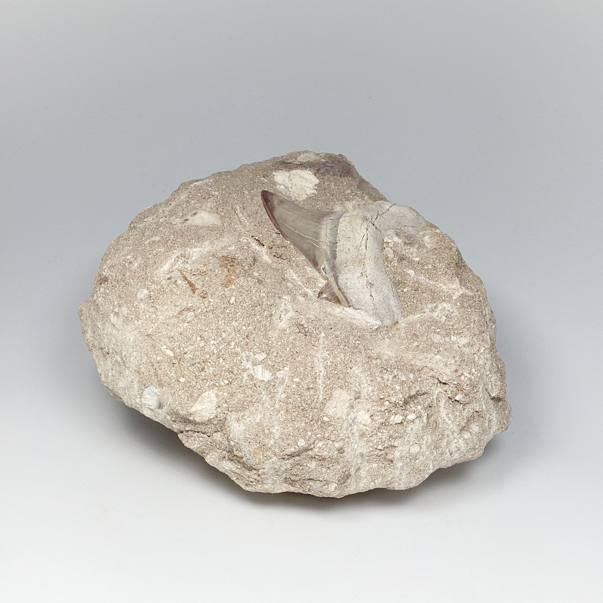 Fossilized Otodus/Lamna Shark Tooth Specimen in Matrix - Rocks and Gems Canada