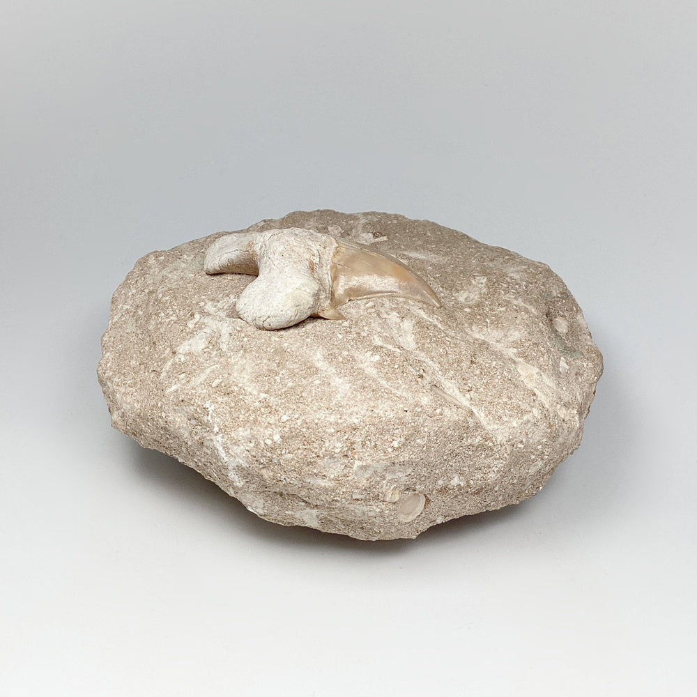 Fossilized Otodus/Lamna Shark Tooth Specimen in Matrix