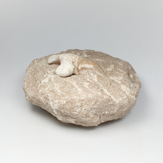 Fossilized Otodus/Lamna Shark Tooth Specimen in Matrix